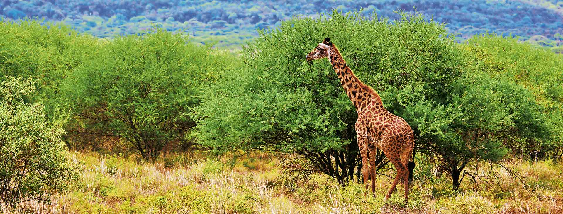 Nyali Sun Afrika Obrázok17