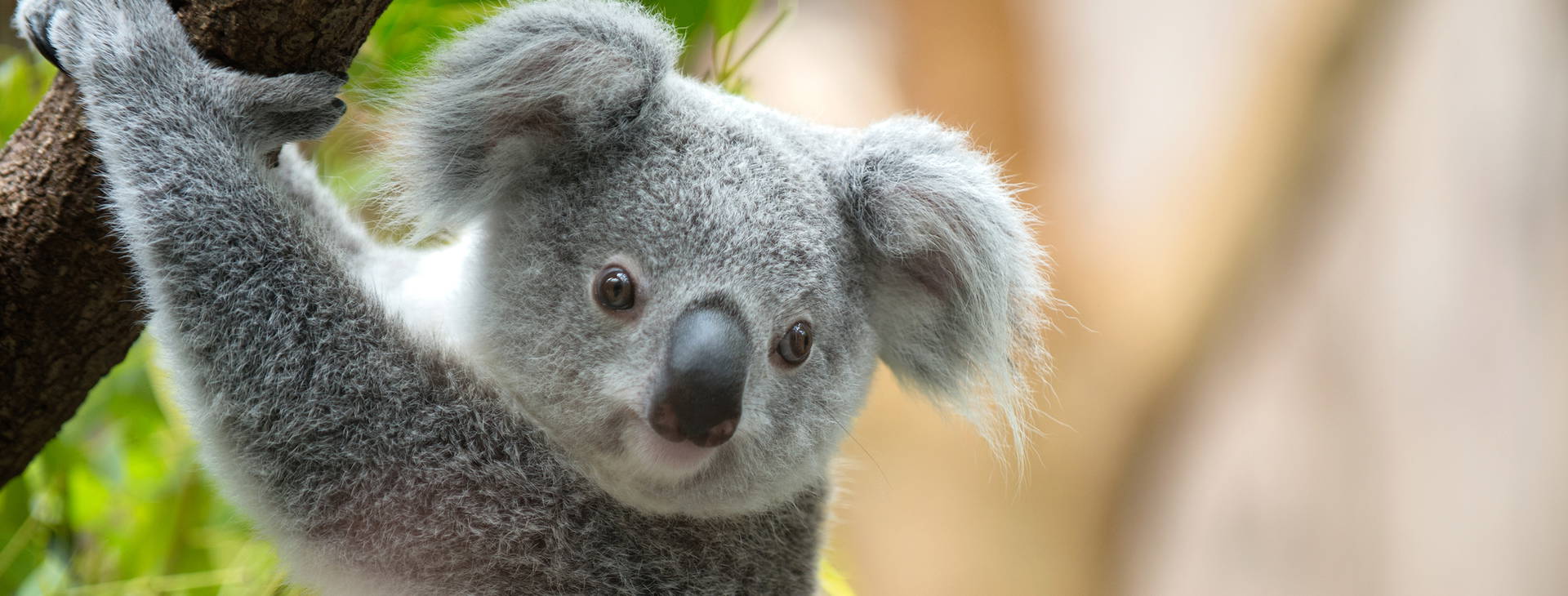 Ubytování AUC Obrázok1