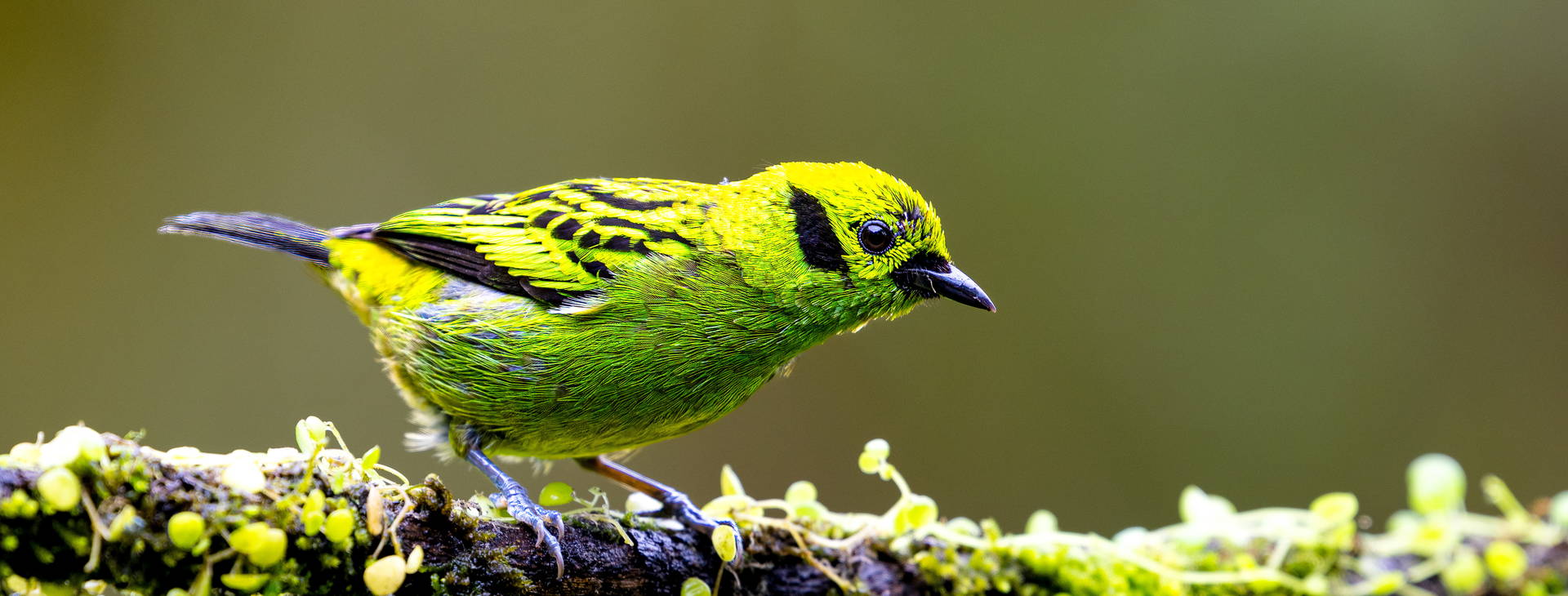 ﻿Ubytování ECU Obrázok2