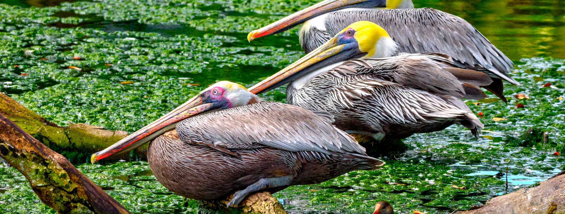 Ubytování MCE (Celebrity Constellation) Obrázok11