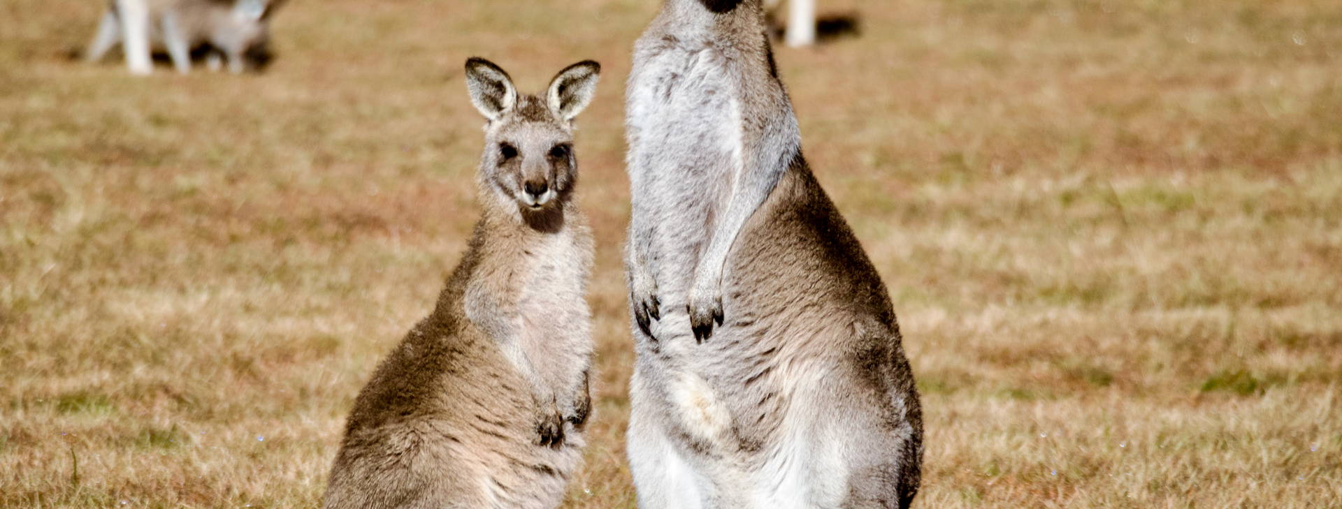 Ubytování ANC (Norwegian Spirit) Obrázok4
