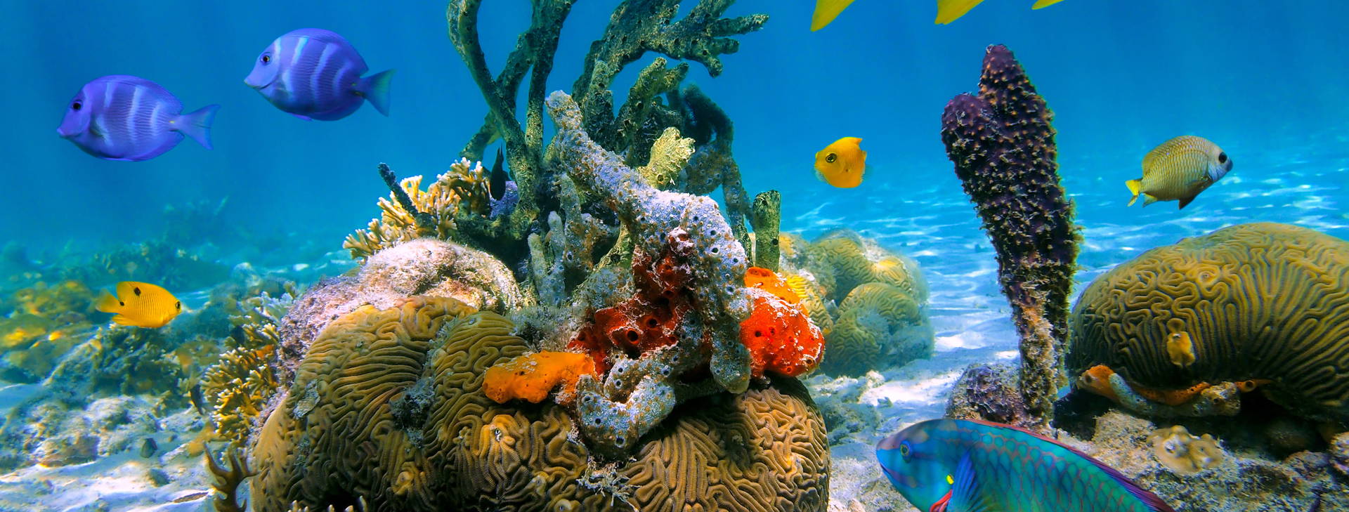 Ubytování PNC (Norwegian Jewel, Norwegian Pearl) Obrázok16