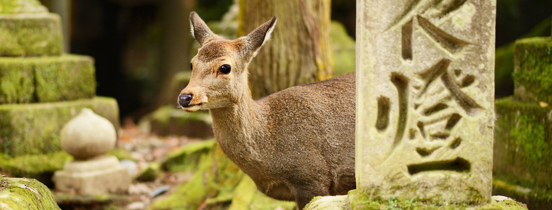 Ubytování CHO Obrázok30