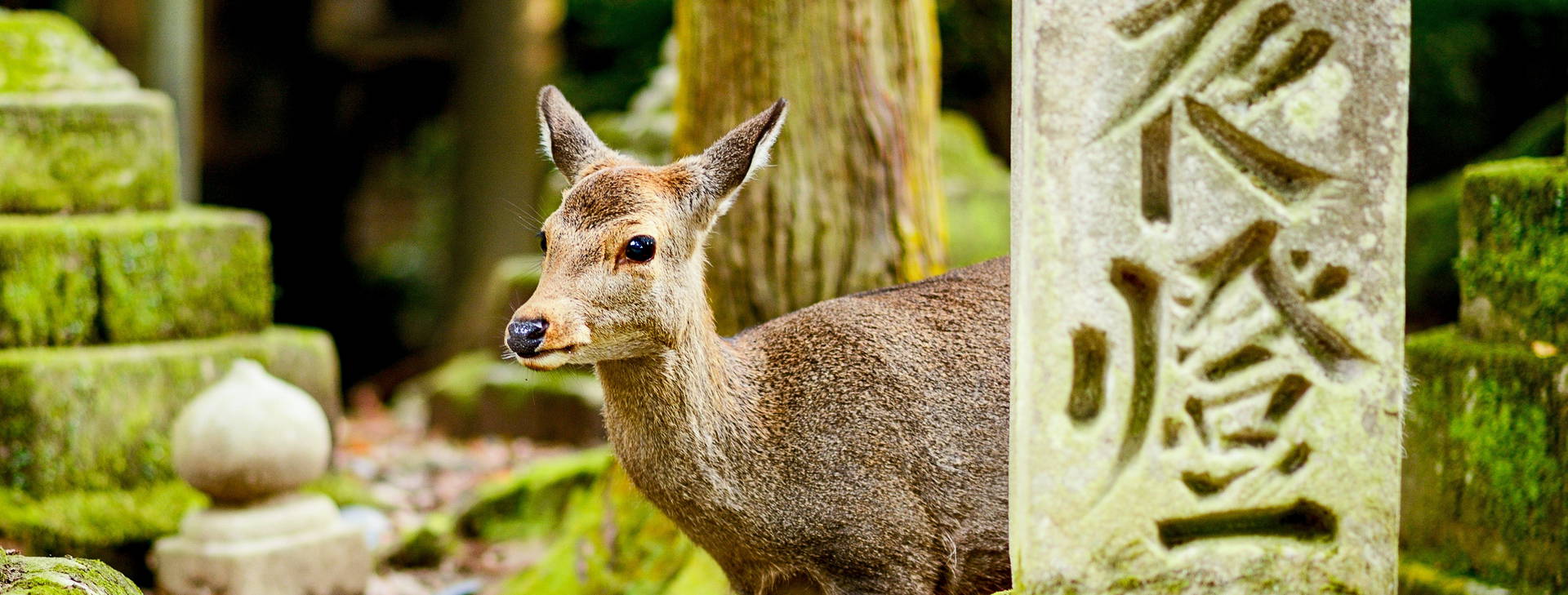 Ubytování JAR Obrázok7