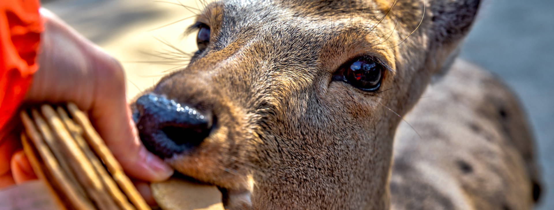 Ubytování CHO Obrázok24