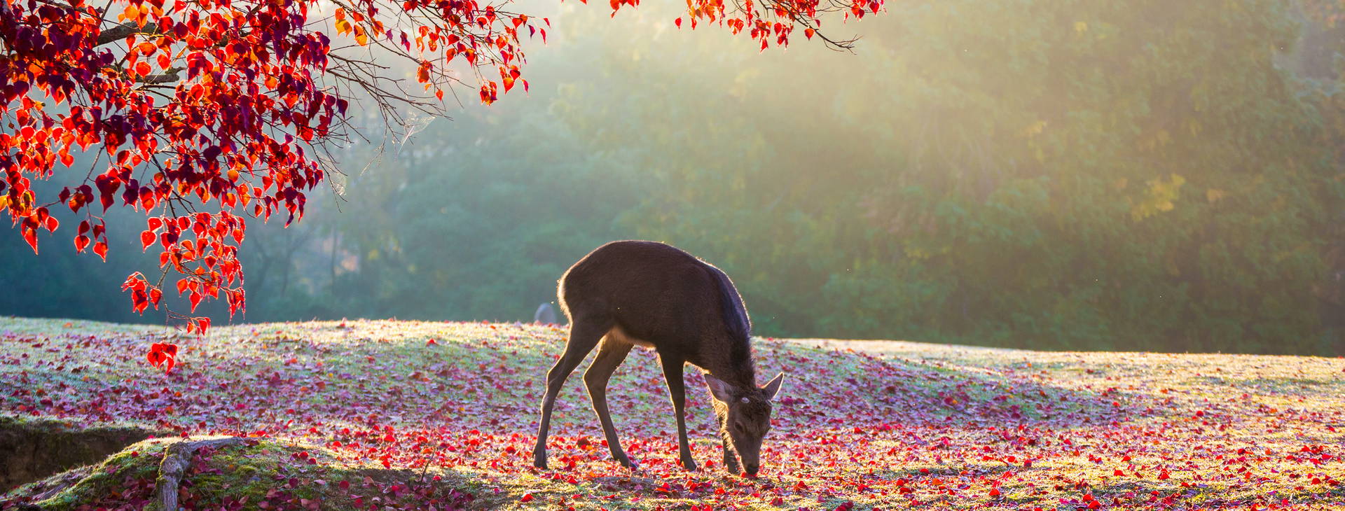 Ubytování CHO Obrázok18