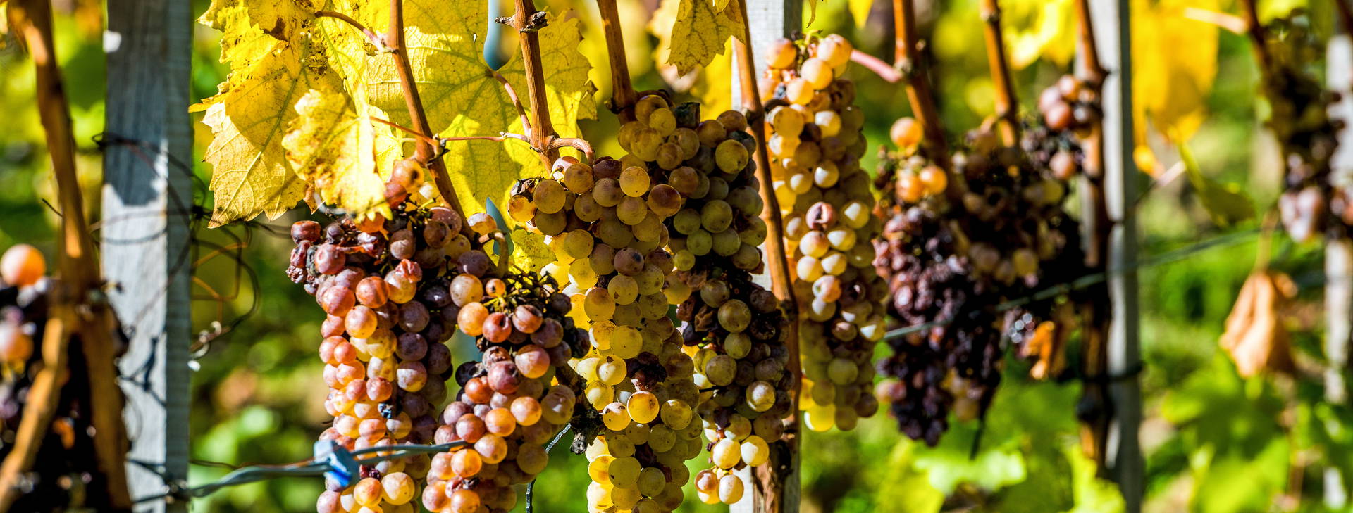 Ubytování BUX Obrázok7