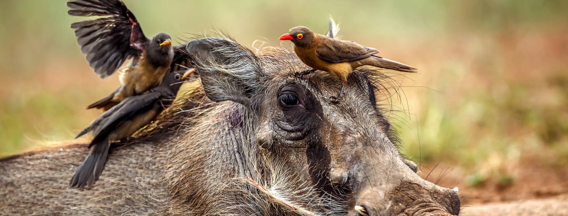 Bamburi Beach KSS Obrázok4
