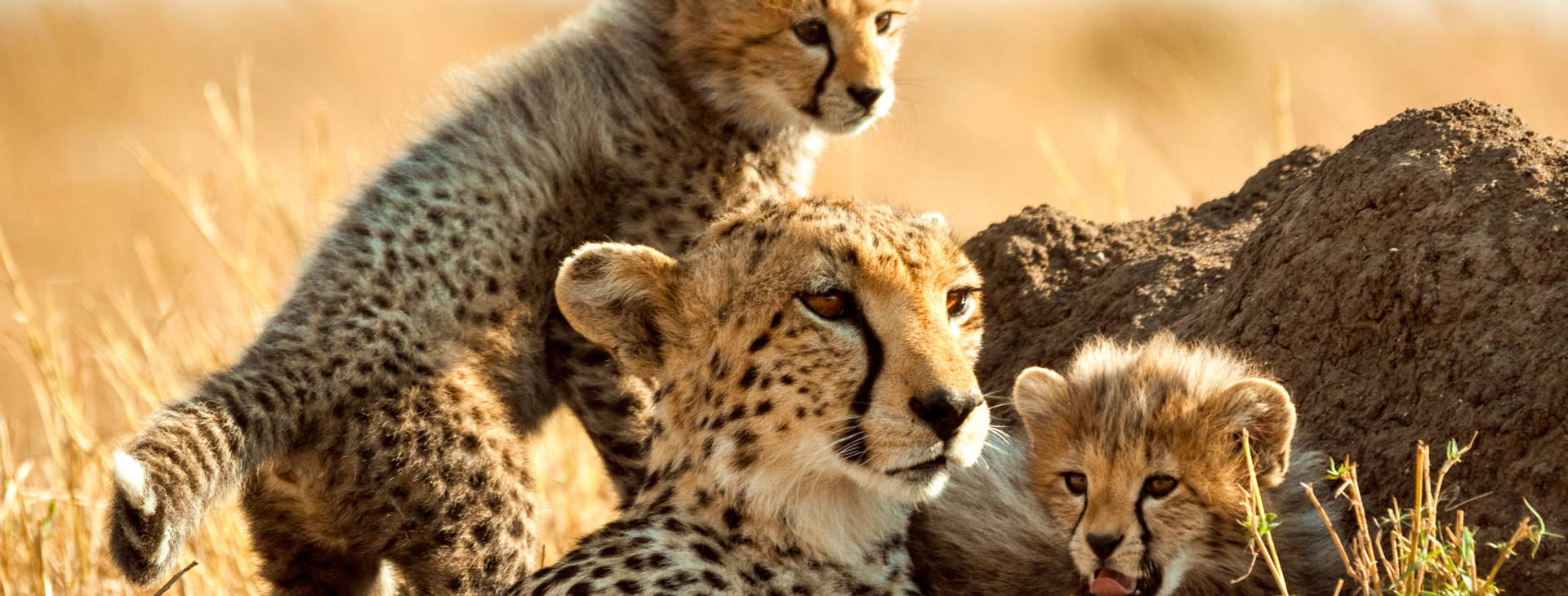 Bamburi Beach KSS Obrázok12