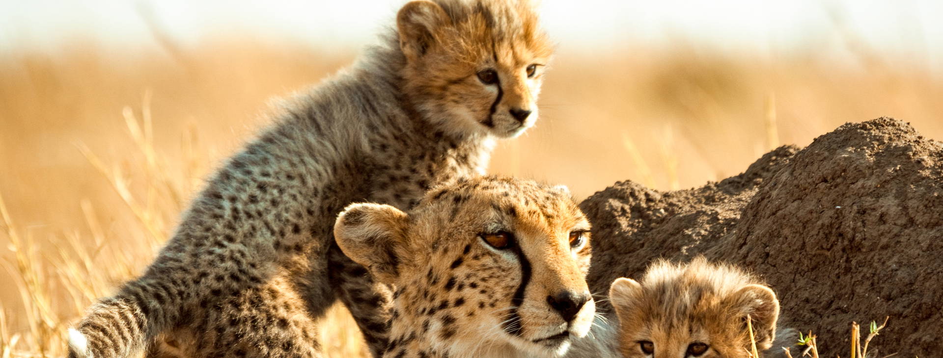 Bamburi Beach KST Obrázok11