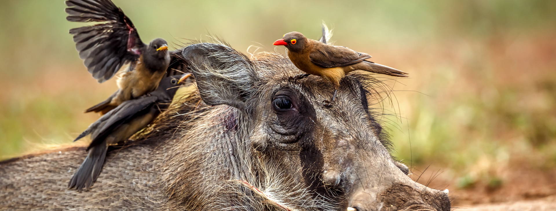 The Sands at Chale Island KSS Obrázok35