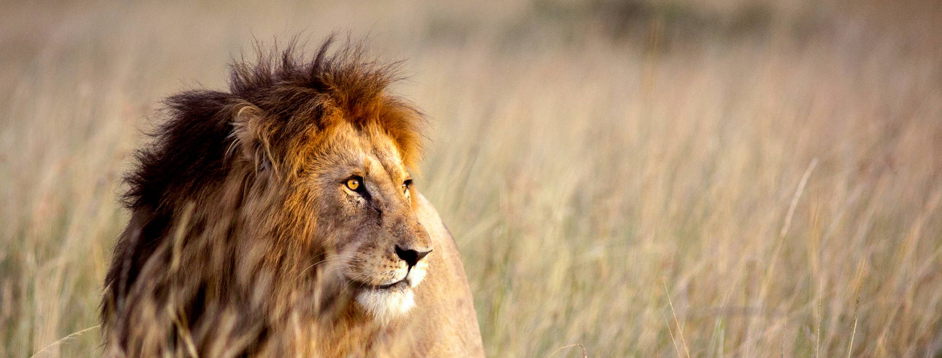 The Sands at Chale Island KSS Obrázok37