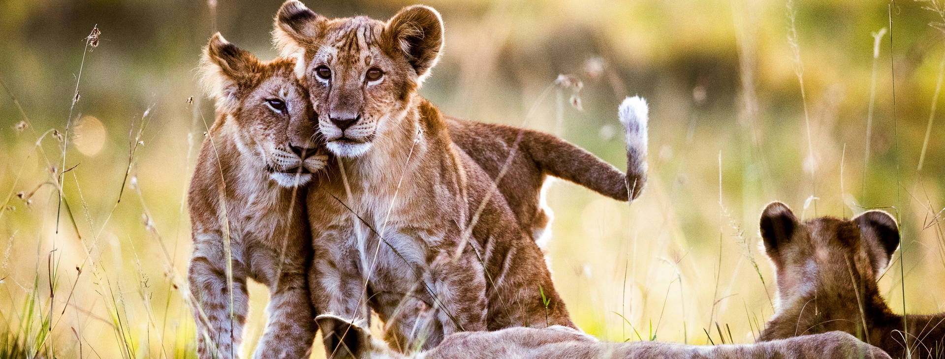 The Sands at Chale Island KSS Obrázok44