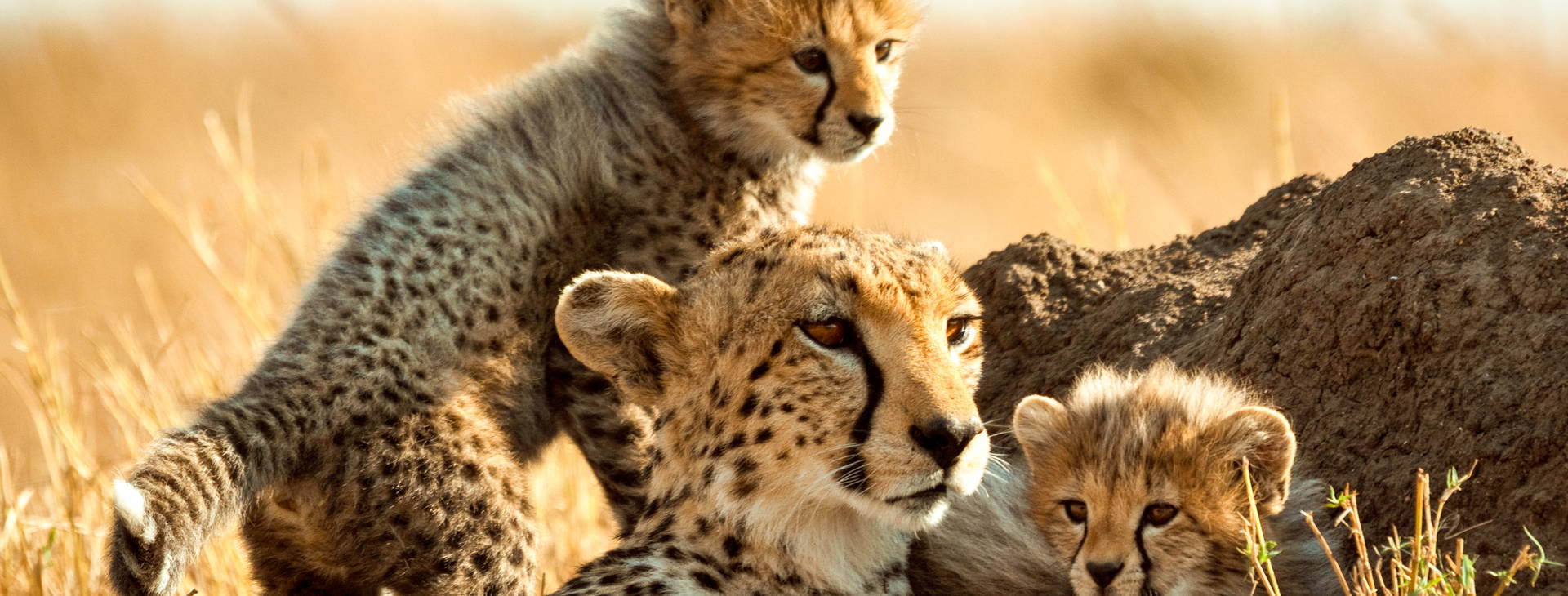 The Sands at Chale Island KSS Obrázok41