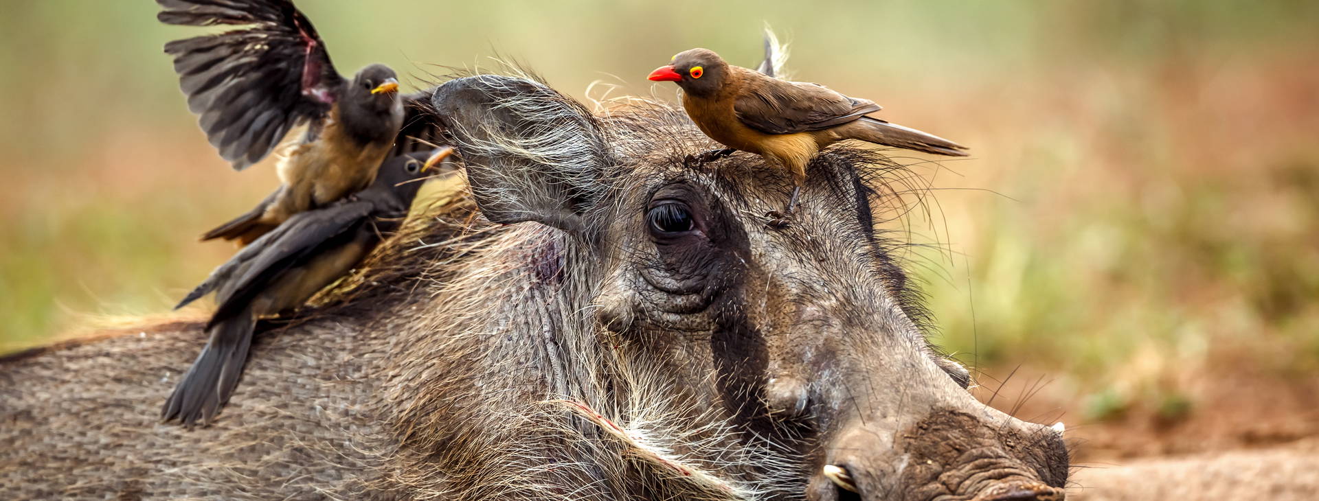 Diani Sea Lodge (4 noci + poznávací část 3 noci) Obrázok3