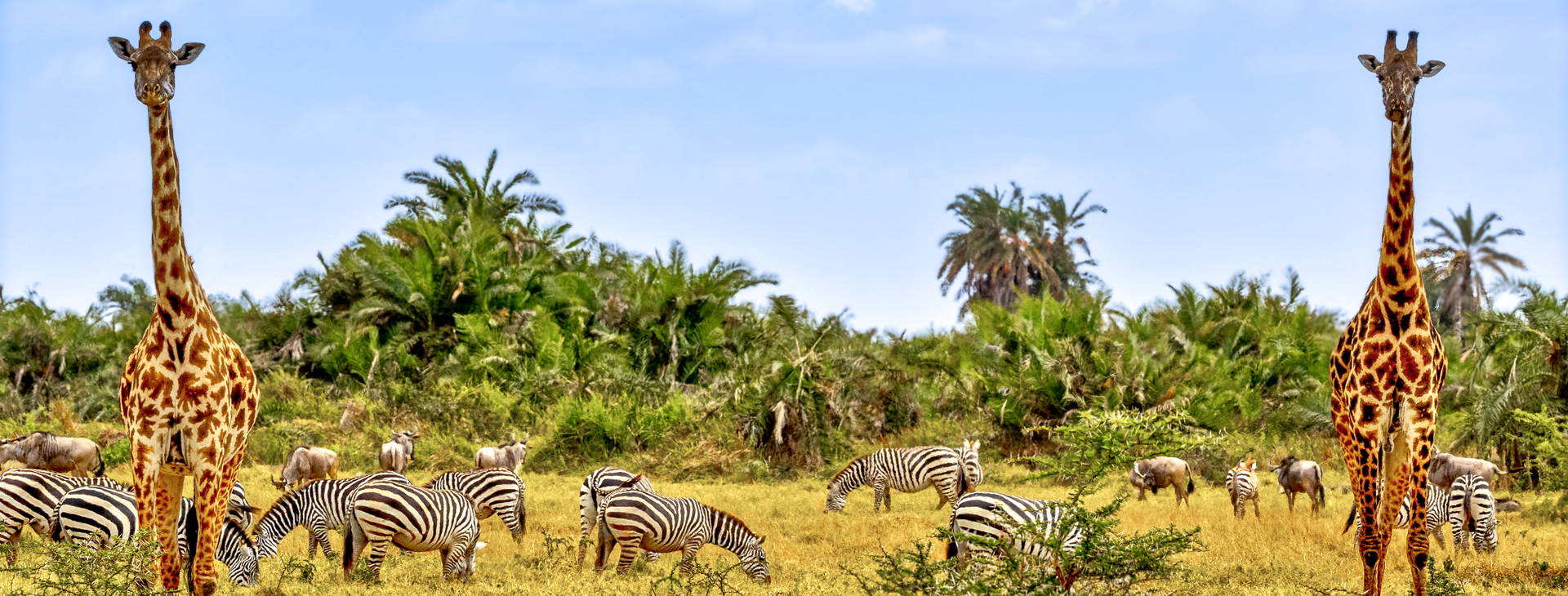 Diani Sea Lodge 3 noci + poznávací část 4 noci Obrázok5