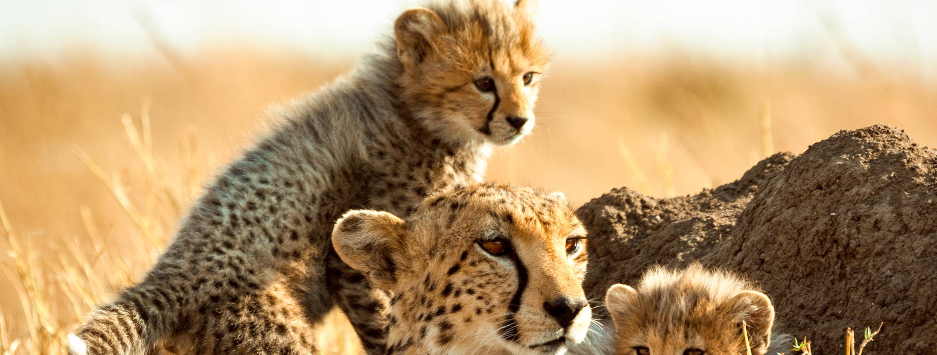 Diani Sea Lodge 3 noci + poznávací část 4 noci Obrázok6