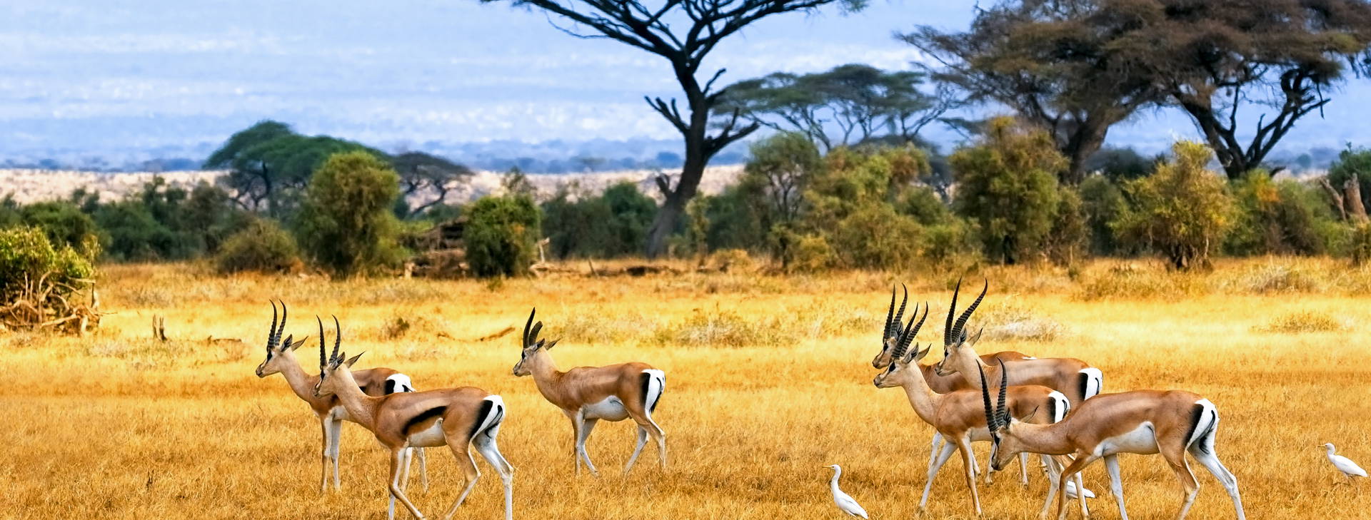 Diani Sea Lodge 3 noci + poznávací část 4 noci Obrázok10