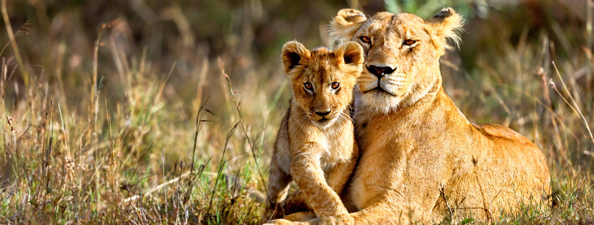 Kenya Bay KST Obrázok12