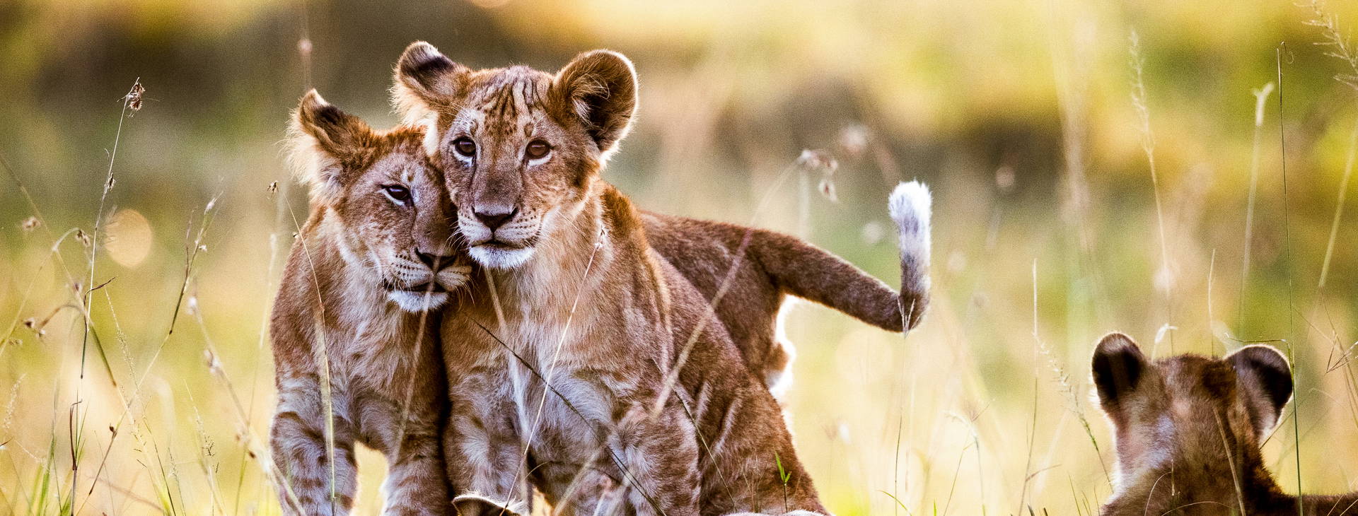 Kenya Bay KSS Obrázok12