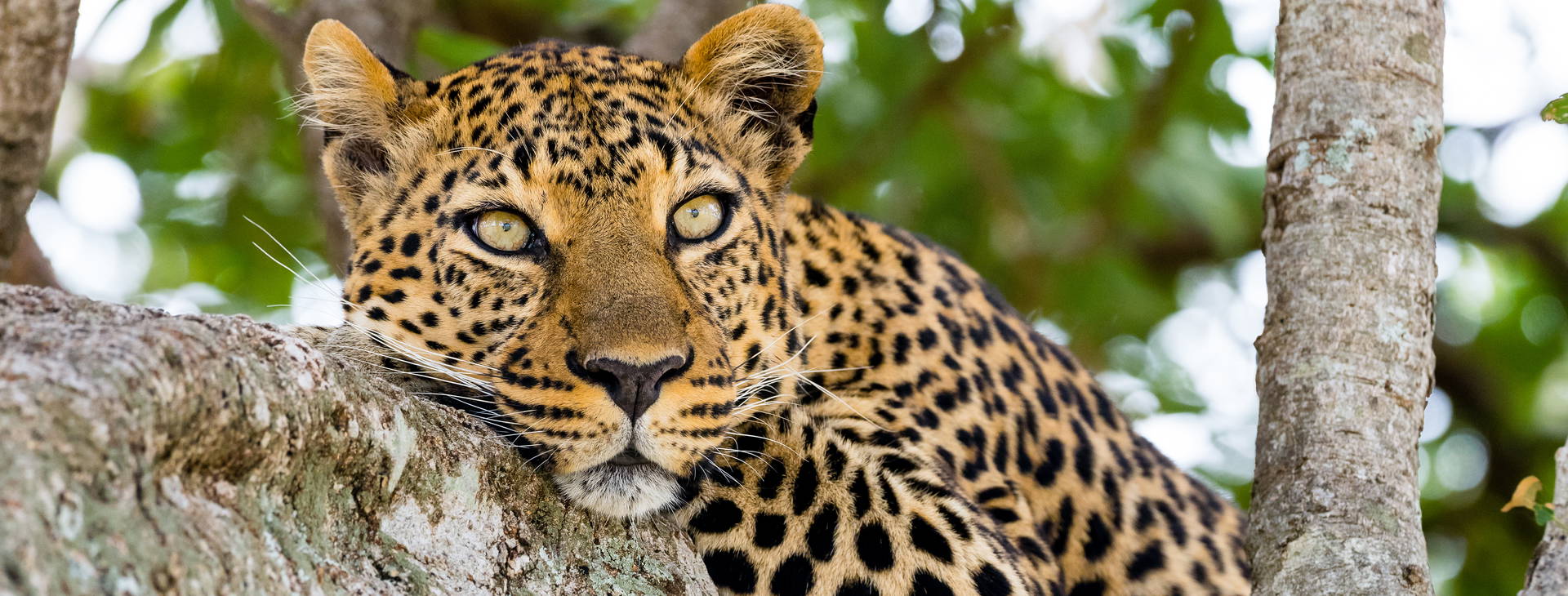 Kenya Bay KST Obrázok8