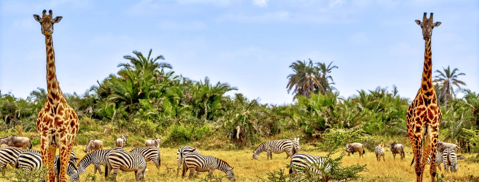 Leopard Beach Resort & SPA KST Obrázok3