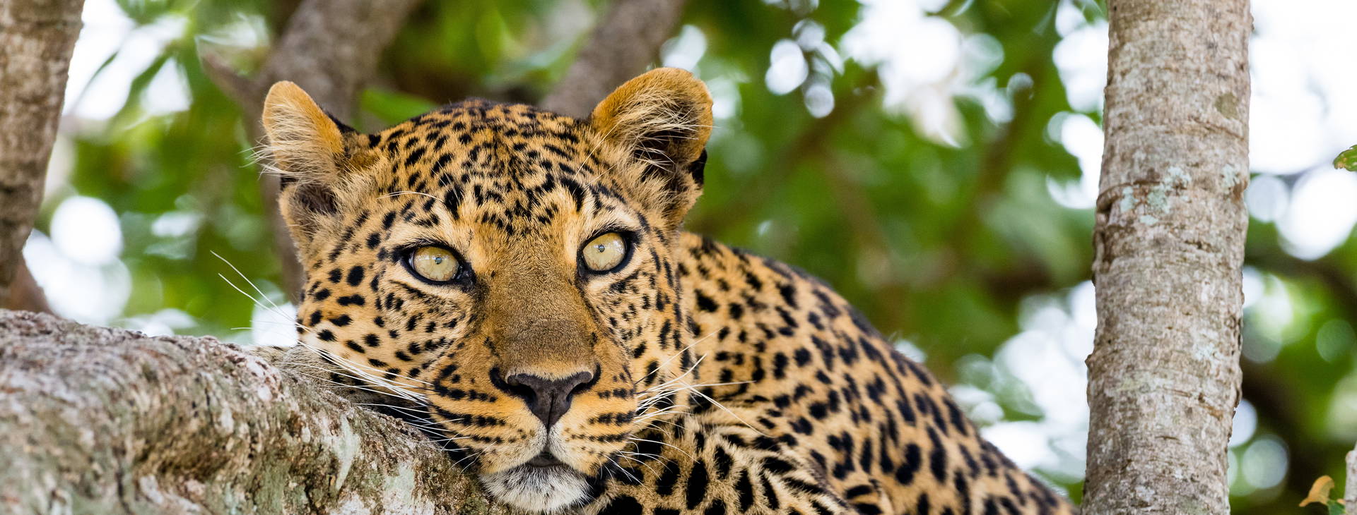 Leopard Beach Resort & SPA KST Obrázok1