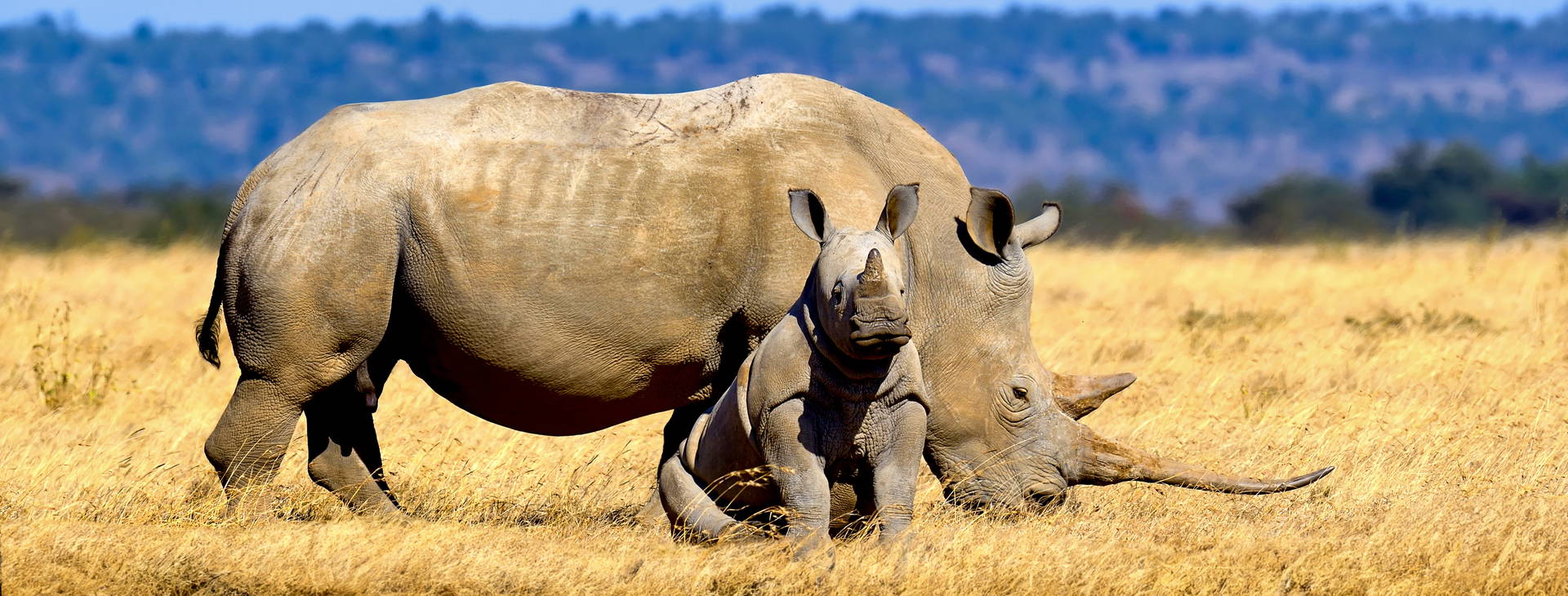 Leopard Beach Resort & SPA KSS Obrázok7