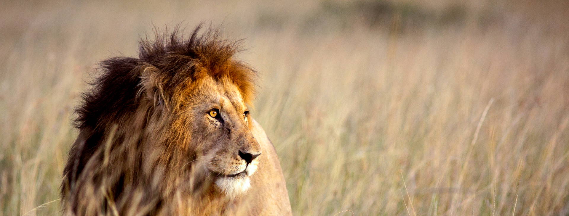 Leopard Beach Resort & SPA KSS Obrázok14