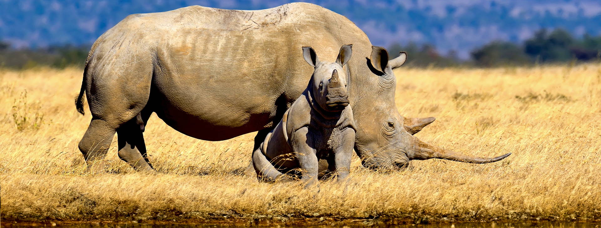 Hotel Reef KSS Obrázok0