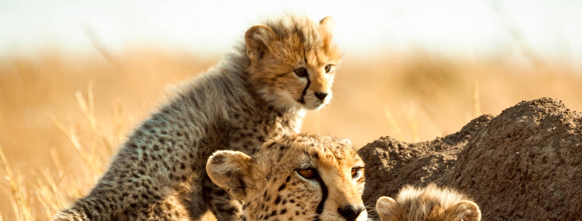 Hotel Reef KST Obrázok11