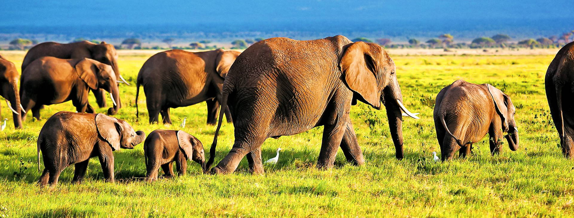 Neptune Paradise Beach Resort & SPA KSS Obrázok3