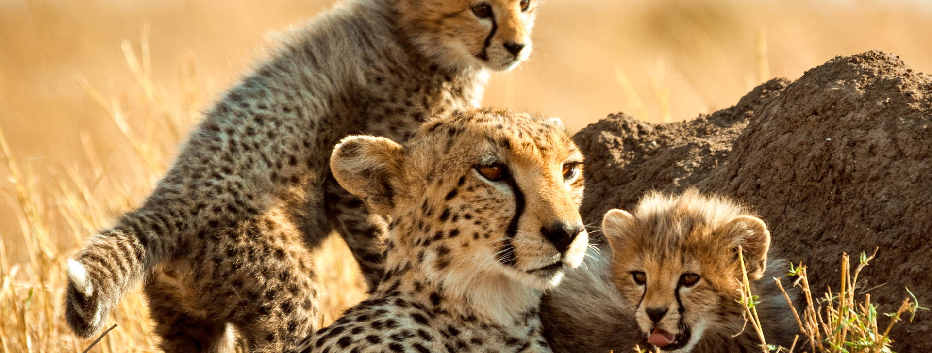 Neptune Paradise Beach Resort & SPA KSS Obrázok12