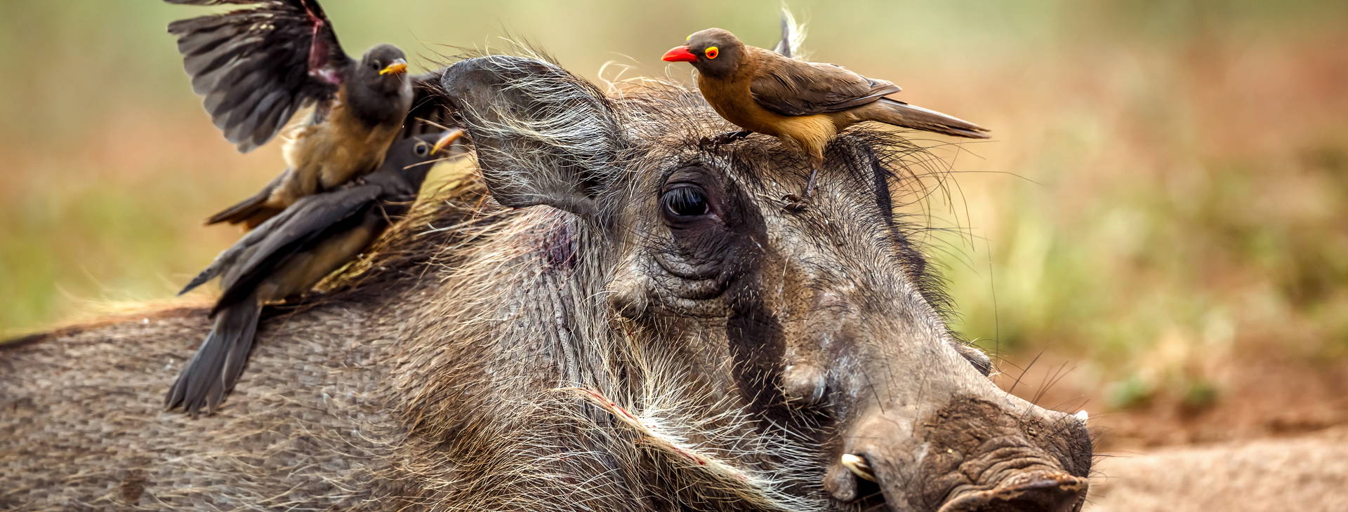 Neptune Paradise Beach Resort & SPA KSS Obrázok6