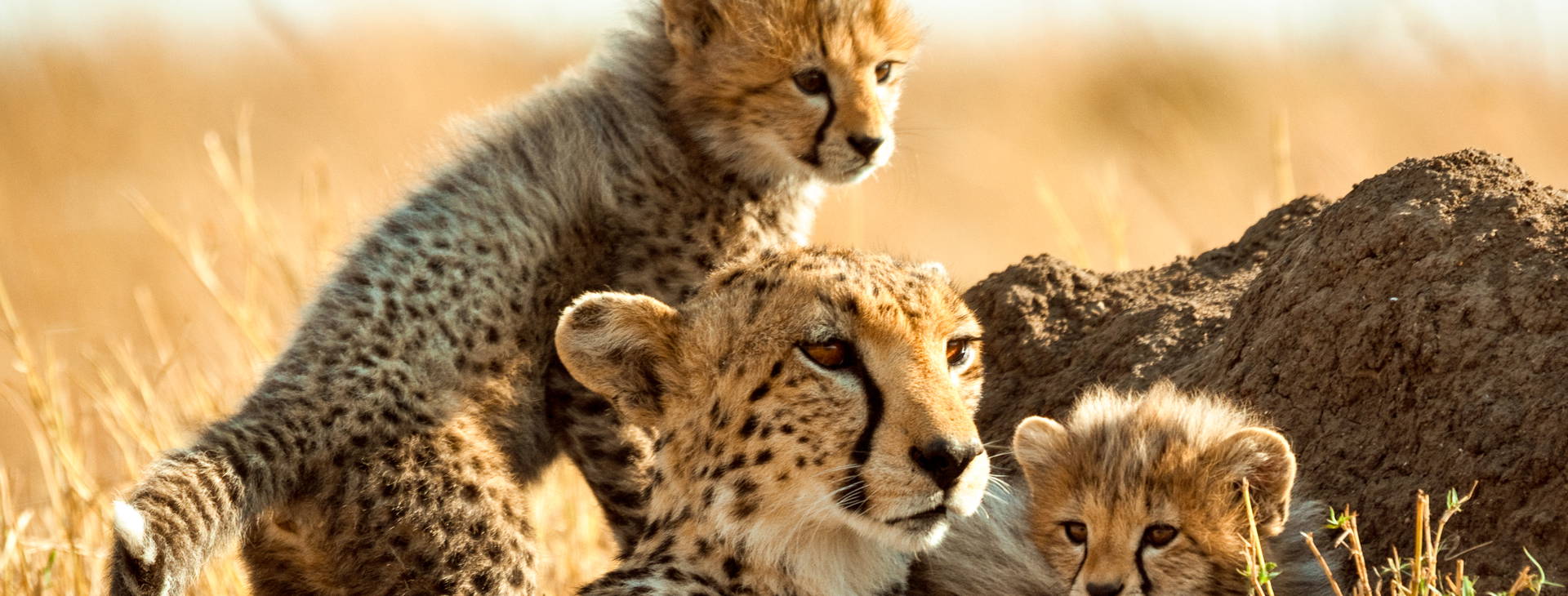 Leopard Beach Resort & SPA KST Obrázok5