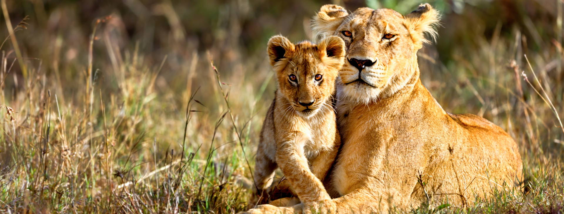 Leopard Beach Resort & SPA KST Obrázok11