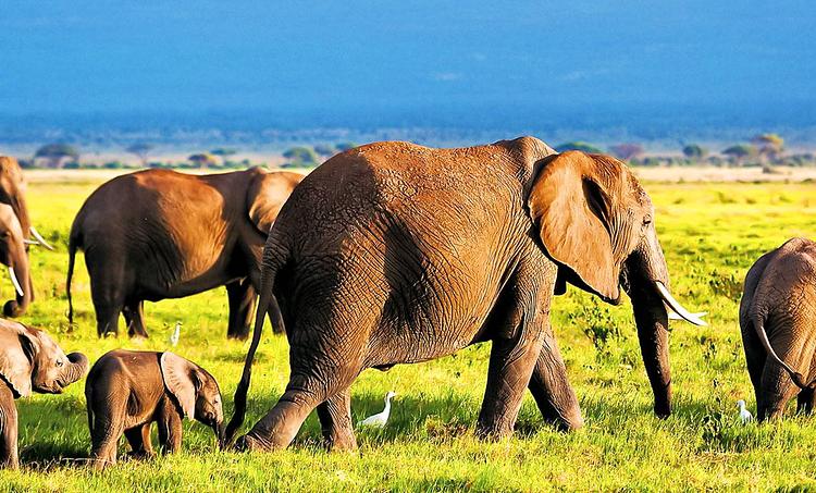 Jacaranda Indian Ocean Beach Resort KSS-obr