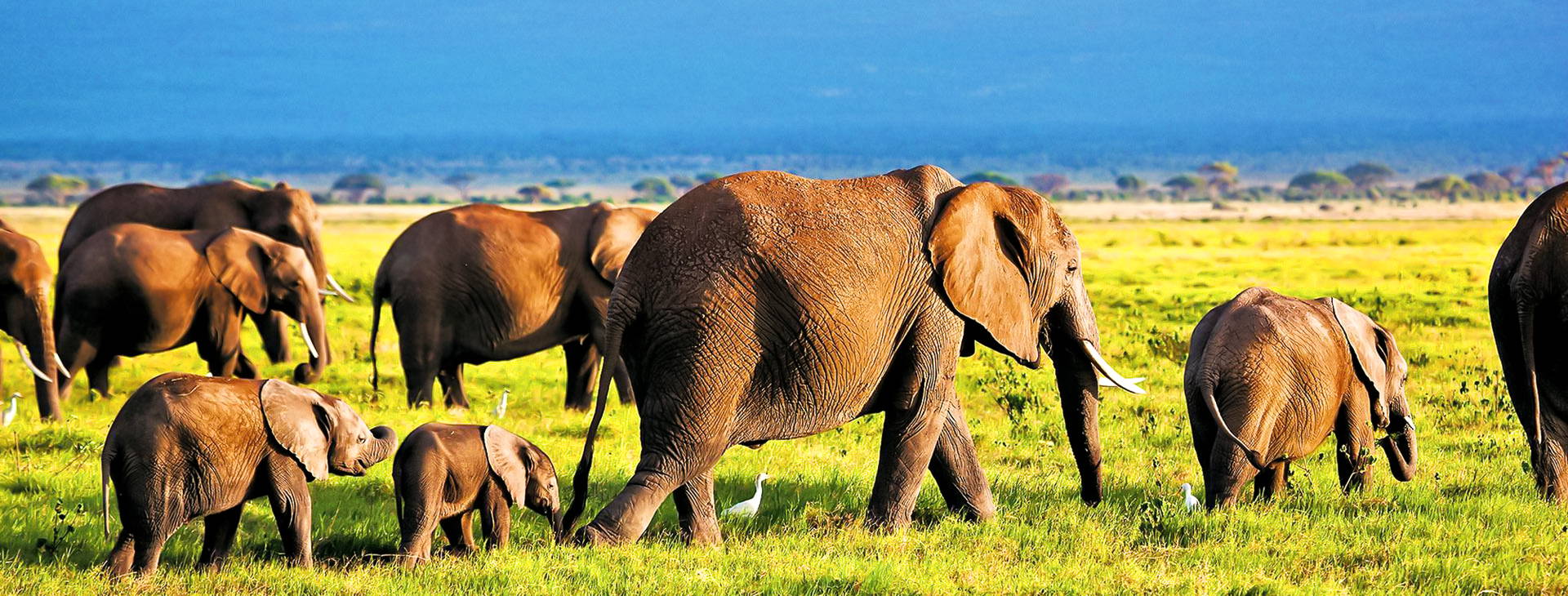 Jacaranda Indian Ocean Beach Resort KSS Obrázok0