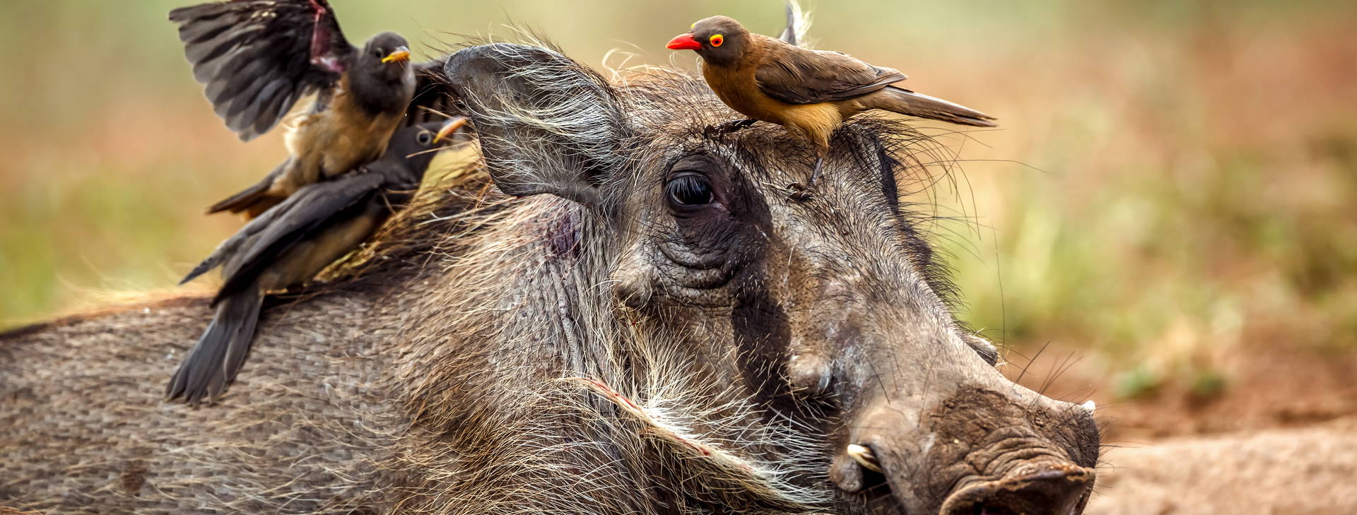 Jacaranda Indian Ocean Beach Resort KSS Obrázok7