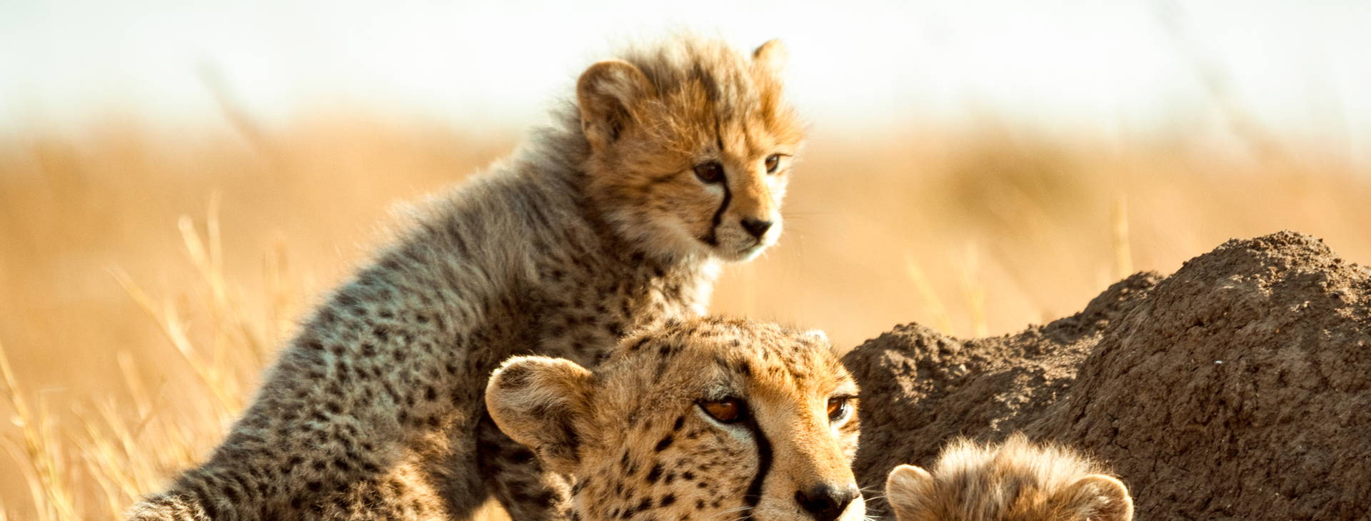 Jacaranda Indian Ocean Beach Resort KSS Obrázok10