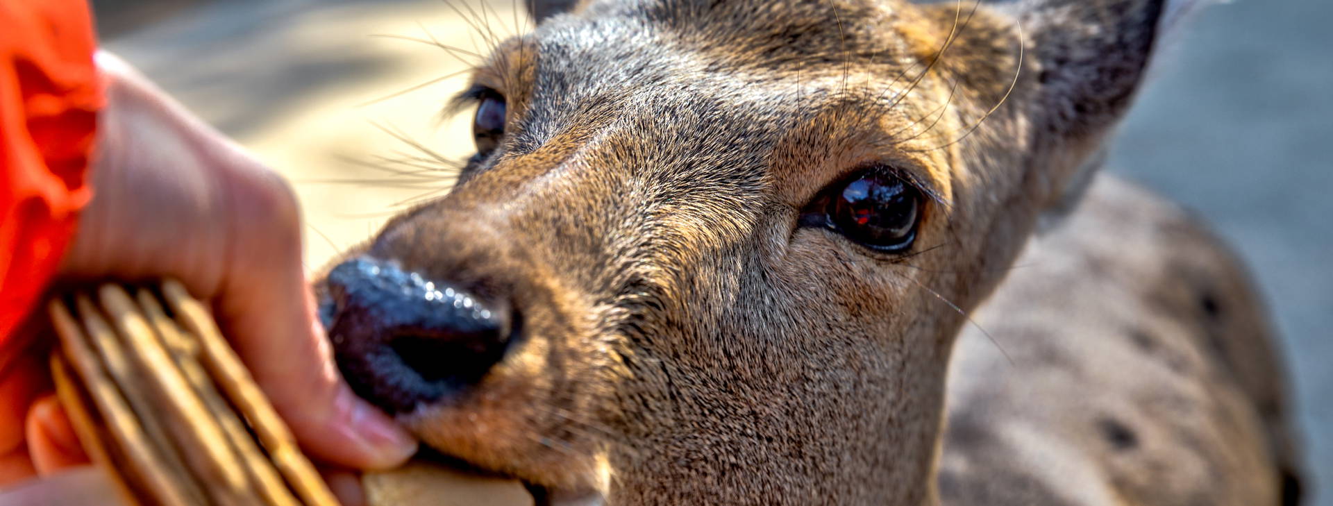 Ubytování JPO Obrázok9