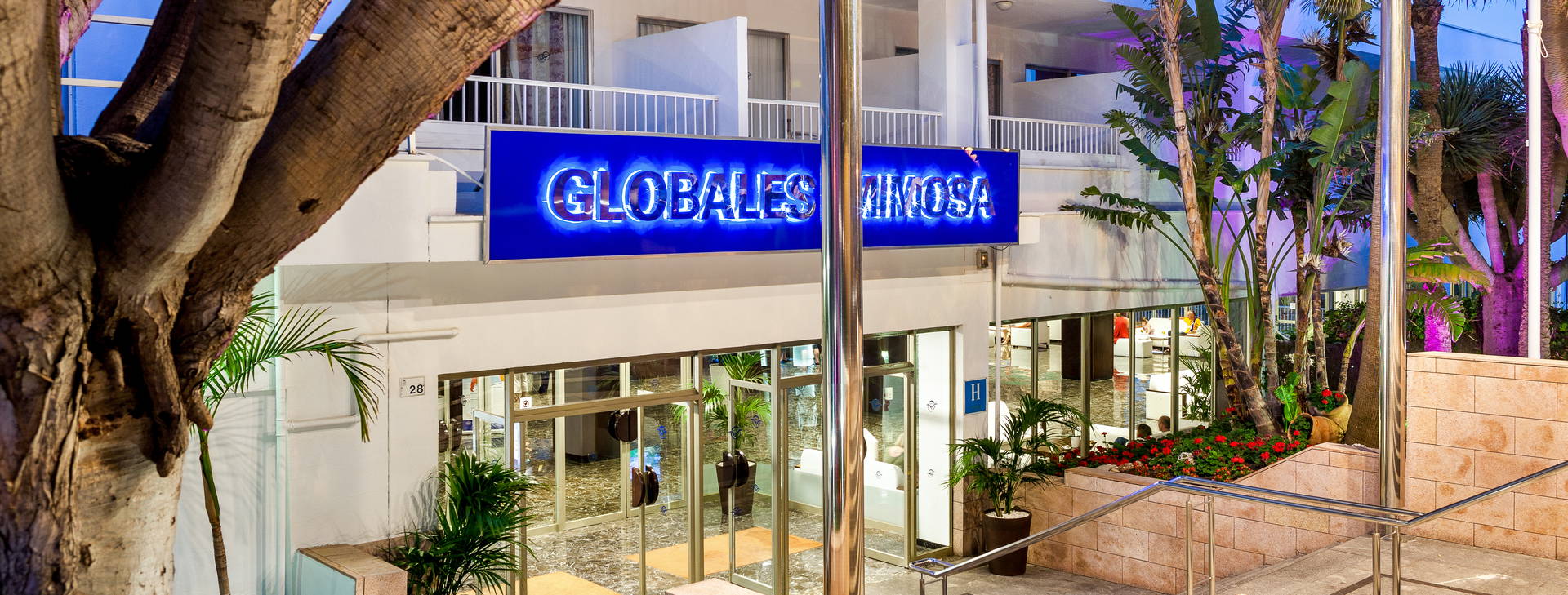 Globales Mimosa Obrázok9