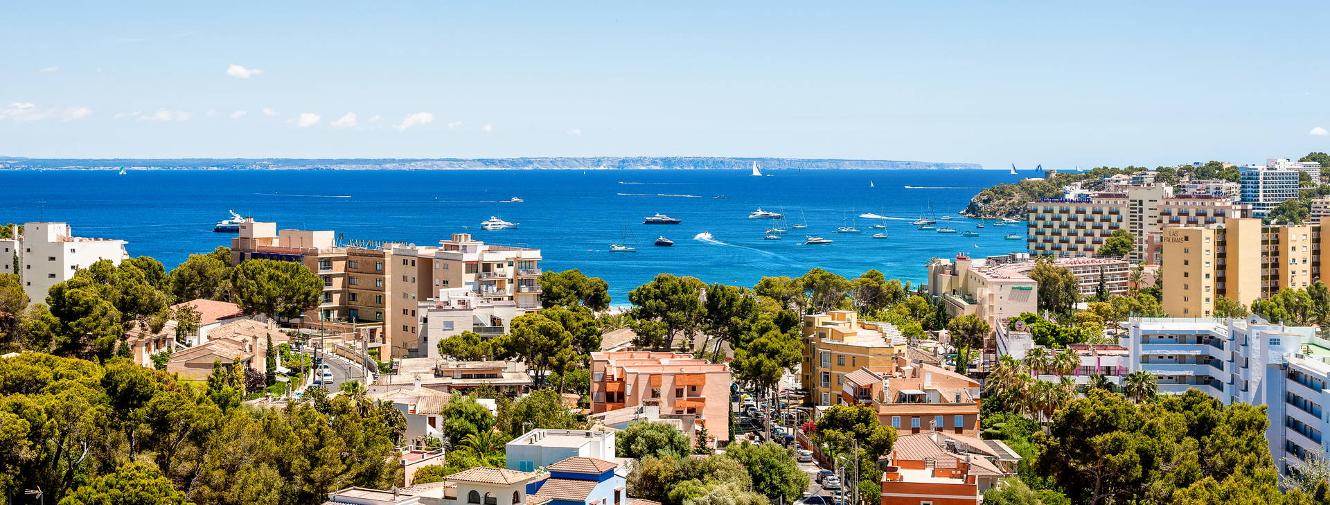 Globales Mimosa Obrázok8