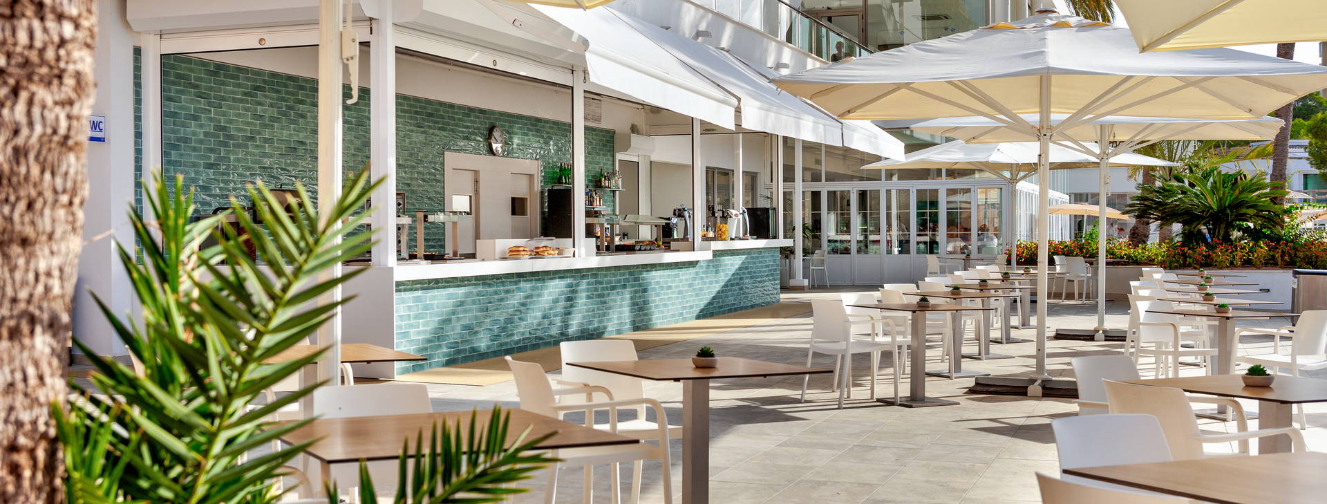 Globales Mimosa Obrázok20